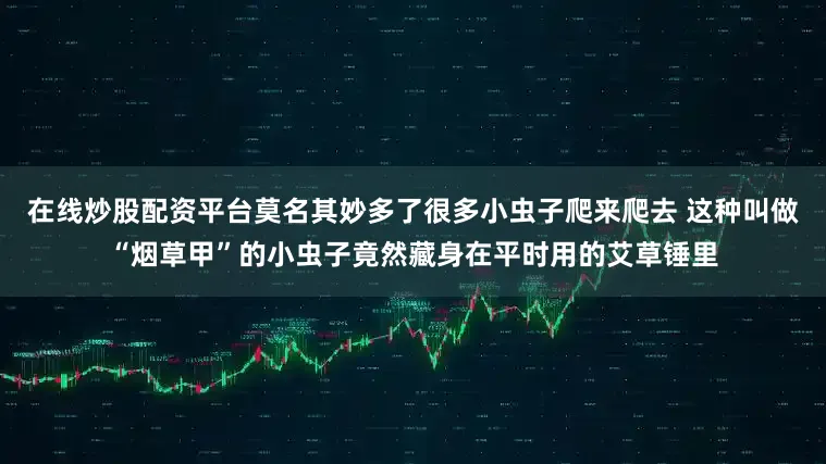 在线炒股配资平台莫名其妙多了很多小虫子爬来爬去 这种叫做“烟草甲”的小虫子竟然藏身在平时用的艾草锤里